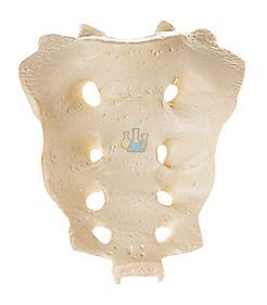 Sacrum (Os sacrum) Male Model